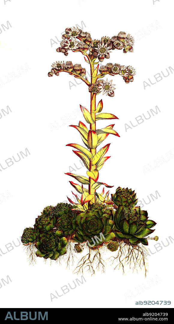 Dach-Hauswurz, Sempervivum tectorum, Echte Hauswurz, Gewöhnliche Hauswurz, Donnerwurz, Alpen-Hauswurz / Sempervivum tectorum, the common houseleek, historical, digital improved reproduction of an original from the 19th century / digital restaurierte Reproduktion einer Originalvorlage aus dem 19. Jahrhundert, genaues Originaldatum nicht bekannt.