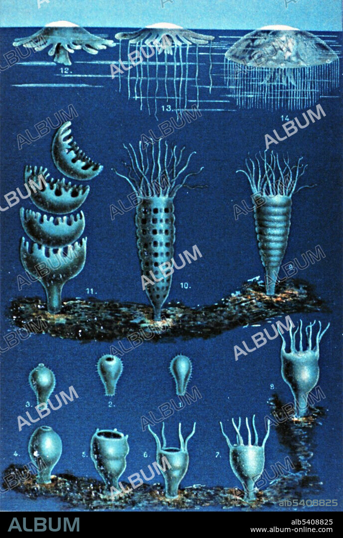 Matthias Jakob Schleiden, Life Cycle of Scyphozoas, 1869
