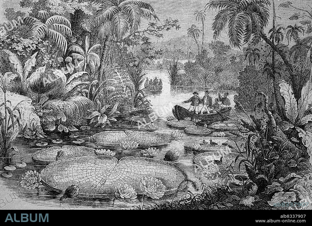 Victoria amazonica, auch Amazonas-Riesenseerose, ist eine Pflanzenart aus der Gattung der Riesenseerosen, hier am Amazonas in Brasilien / Victoria amazonica, also Amazon giant water lily, is a species of plant in the giant water lily genus, seen here on the Amazon River in Brazil, Historisch, historical, digital improved reproduction of an original from the 19th century / digital restaurierte Reproduktion einer Originalvorlage aus dem 19. Jahrhundert, genaues Originaldatum nicht bekannt,.