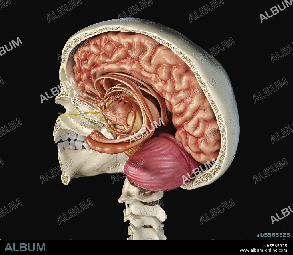 Human skull mid sagittal cross-section with brain. Perspective view on black background.