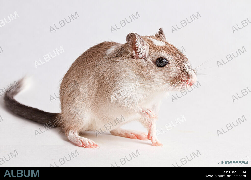 Gerbil (Gerbillinae)