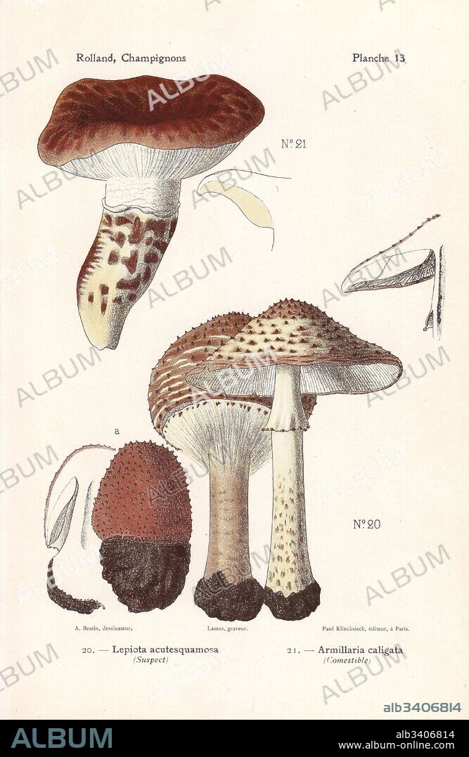 Freckled dapperling, Lepiota aspera (Lepiota acutesquamosa) and European matsutake, Tricholoma caligatum (Armillaria caligata). Chromolithograph by Lassus after an illustration by A. Bessin from Leon Rolland's Guide to Mushrooms from France, Switzerland and Belgium, Atlas des Champignons, Paul Klincksieck, Paris, 1910.