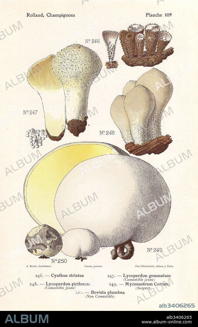 Fluted bird's nest, Cyathus striatus, spiny puffball, Lycoperdon echinatum (Lycoperdon gemmatum), Lycoperdon piriforme, giant pasture puffball, Mycenastrum corium, and paltry puffball, Bovista plumbea. Chromolithograph by Lassus after an illustration by A. Bessin from Leon Rolland's Guide to Mushrooms from France, Switzerland and Belgium, Atlas des Champignons, Paul Klincksieck, Paris, 1910.