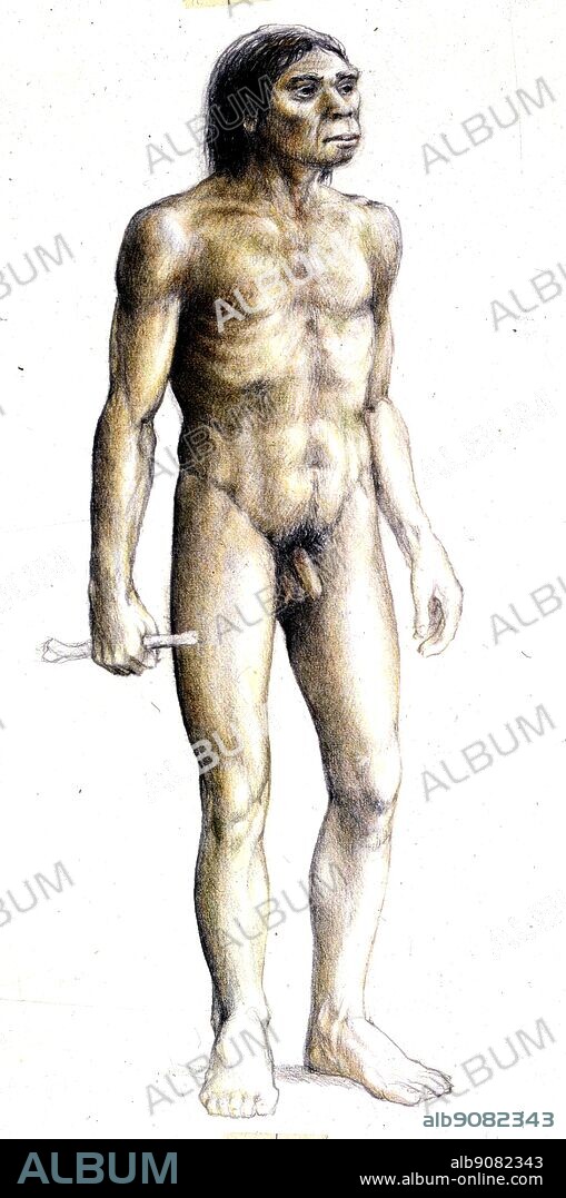 A Reconstruction of Homo Erectus.