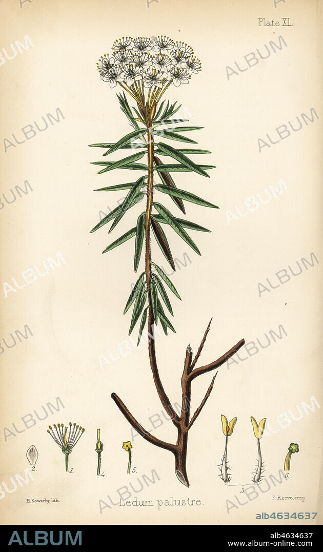 Marsh Labrador tea or wild rosemary, Rhododendron tomentosum or Ledum palustre. Handcoloured lithograph by Henry Sowerby from Edward Hamilton's Flora Homeopathica, Bailliere, London, 1852.