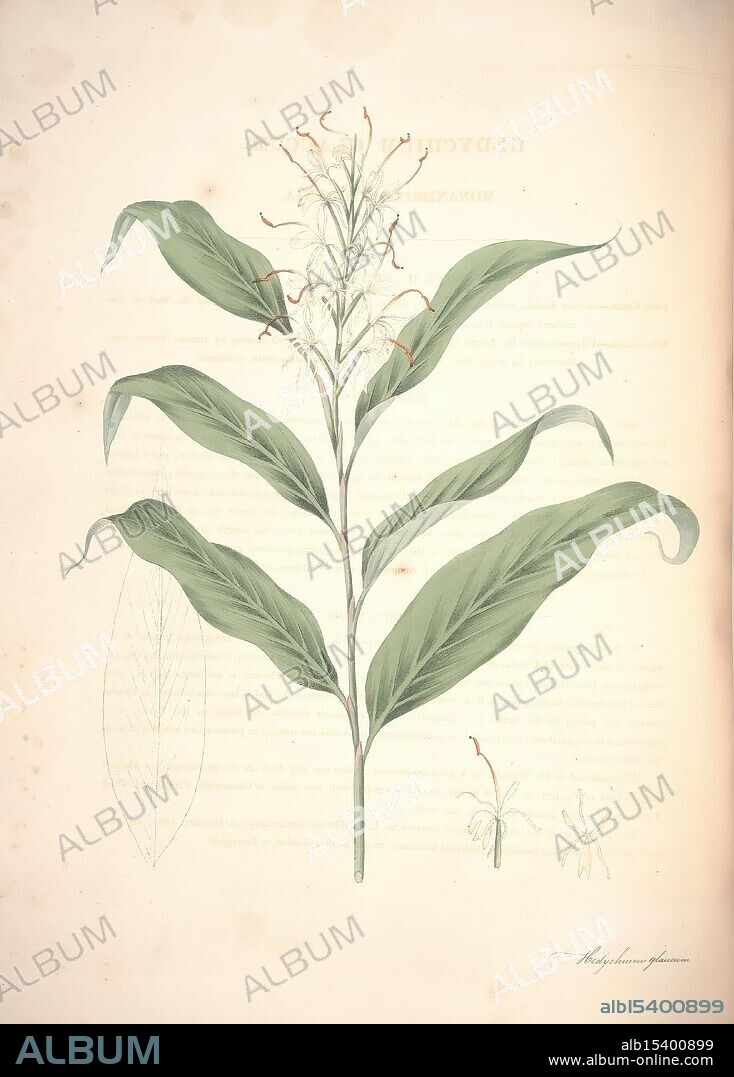 Monandrian plants of the order Scitamineae Liverpool George Smith 1828 Zingiberaceae Canna Cannaceae Marantaceae Hedychium glaucum, A botanical illustration showcasing a plant characterized by long, slender green leaves that arch gracefully upwards. At the center, a tall spike features delicate white flowers with fine, thread-like stamens that exhibit a subtle red hue at their tips. Alongside the main illustration, smaller sketches detail various leaf shapes and forms, providing additional context to the plant's features and anatomy. The overall composition highlights the intricate beauty and complexity of this botanical specimen, inviting a closer examination of its natural elegance.