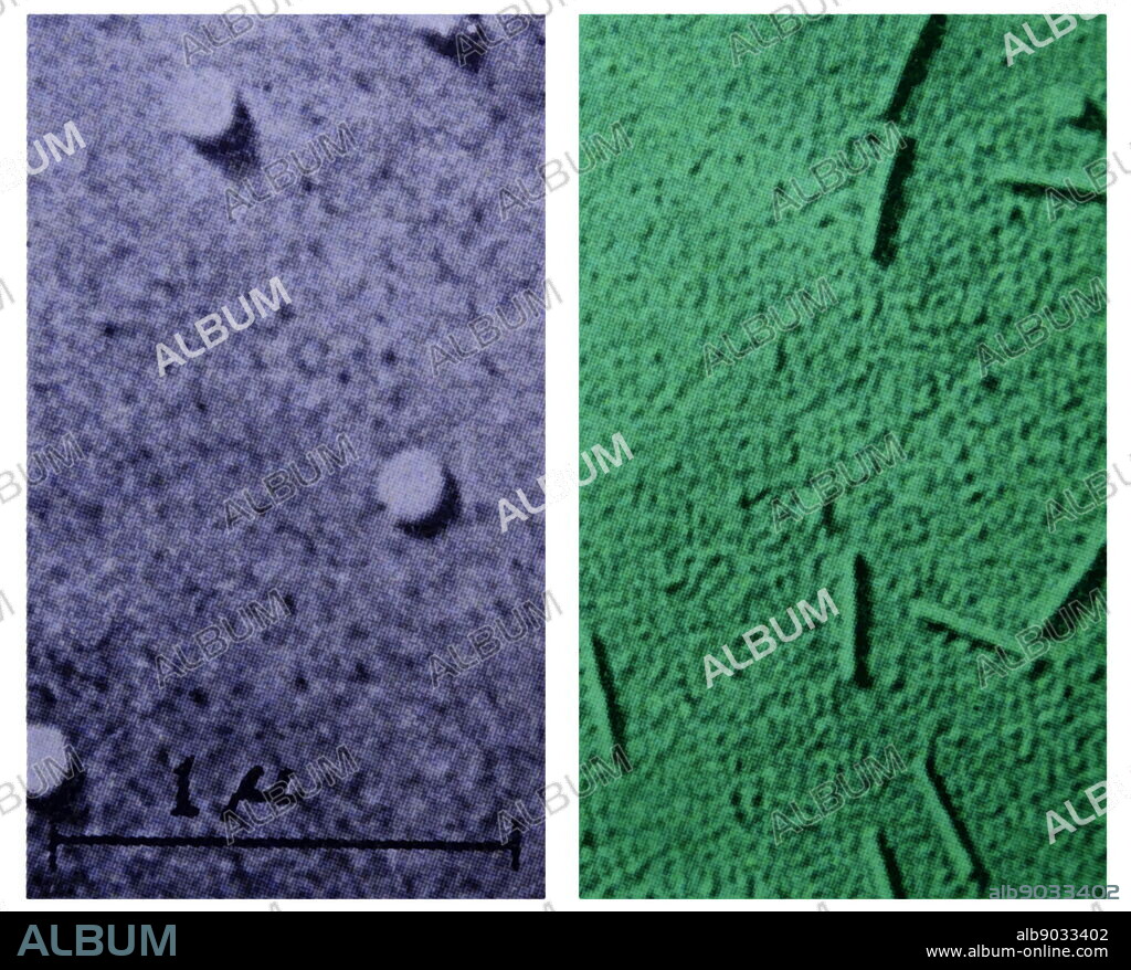 Photograph of Influenza virus taken through a microscope. Influenza is commonly known as the flu. Also pictured if Tobacco mosaic virus taken through a microscope. TMV is a virus that infects a number of plants. Dated 20th Century.