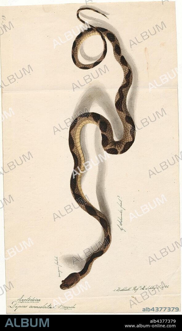 Dipsas annulata, Print, Dipsas is a genus of nonvenomous New World snakes in the subfamily Dipsadinae of the family Colubridae. The genus Sibynomorphus has been moved here., 1818.