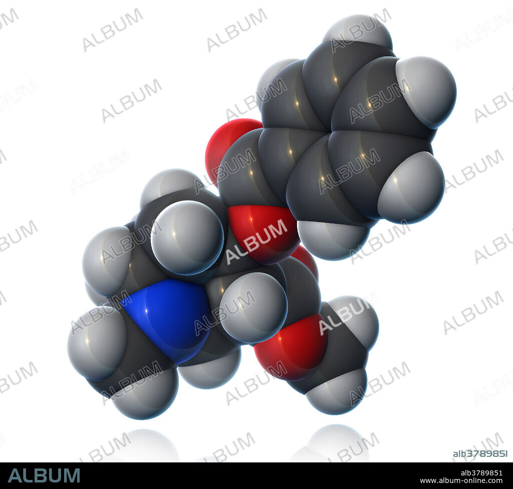 A molecular model of cocaine (C17H21NO4), a stimulant and appetite suppressant drug, obtained from coca plant leaves, which produces low doses of anaesthesia. Cocaine's properties allow it to pass through the blood-brain barrier more easily than other psychoactive chemicals. The drug's addictive nature makes more dangerous than other stimulants, as higher doses can lead to sudden cardiac death. Atoms are coloured dark gray (carbon), light gray (hydrogen), red (oxygen), and blue (nitrogen).