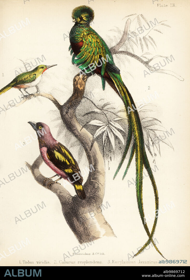 Jamaican tody, Todus todus 1, resplendent quetzal, Pharomachrus mocinno 2, and banded broadbill, Eurylaimus javanicus 3. Handcoloured lithograph by Bauerrichter from Adam Whites Popular History of Birds, Lowell Reeve, Covent Garden, London, 1855.