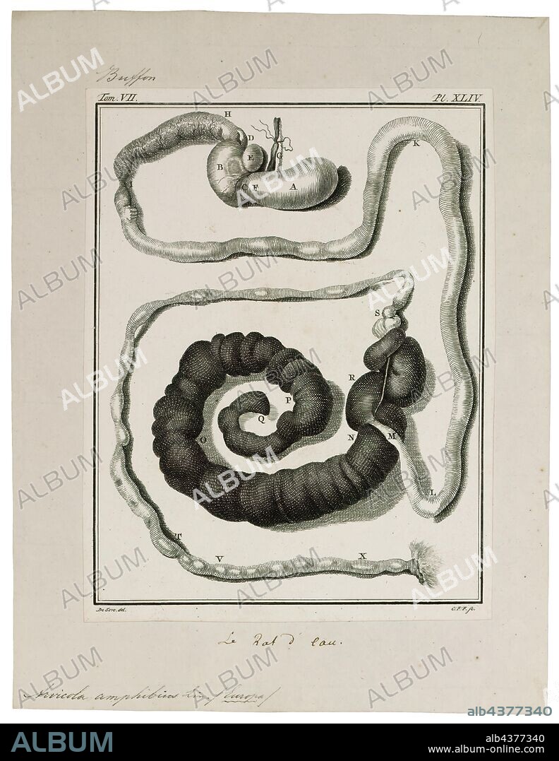 Arvicola amphibius, Print, The European water vole or northern water vole (Arvicola amphibius, included in synonymy: A. terrestris), is a semi-aquatic rodent. It is often informally called the water rat, though it only superficially resembles a true rat. Water voles have rounder noses than rats, deep brown fur, chubby faces and short fuzzy ears; unlike rats their tails, paws and ears are covered with hair., intestines.