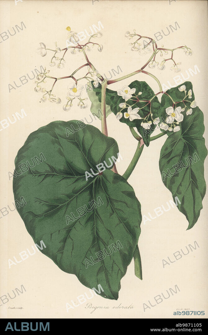 Begonia obliqua. Native to Martinique, Dominica and Guadeloupe, named begonia by French botanist Charles Plumier. Sweet scented begonia, Begonia odorata. Handcoloured engraving by Frederick William Smith from Joseph Paxtons Magazine of Botany, and Register of Flowering Plants, Volume 4, Orr and Smith, London, 1837.