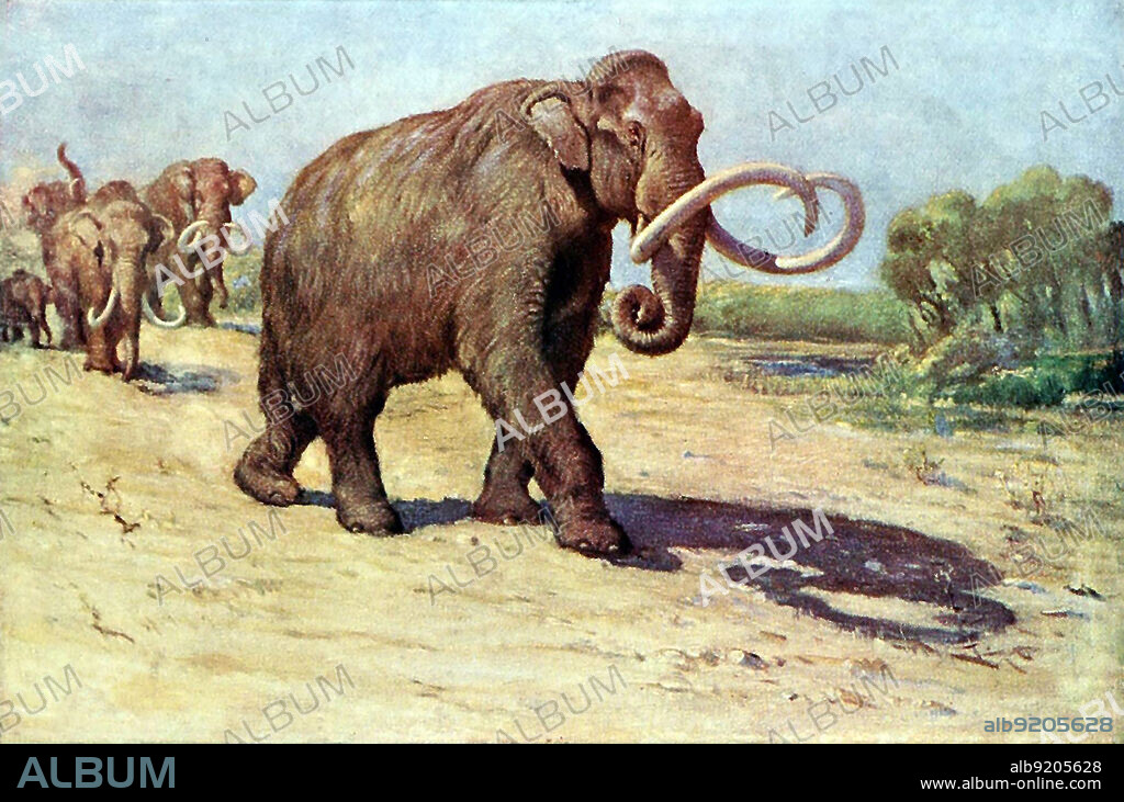 Prehistoric Columbian Mammoth