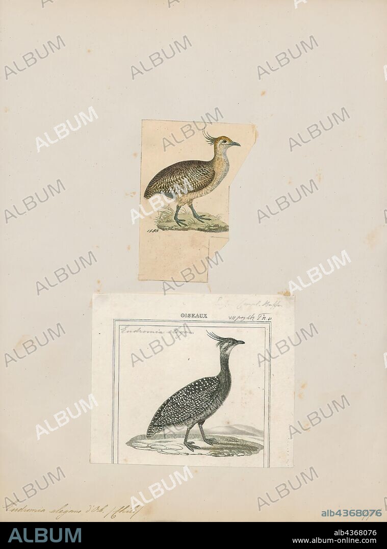 Eudromia elegans, Print, The elegant crested tinamou or martineta tinamou (Eudromia elegans) is a medium-sized tinamou that can be found in southern Chile and Argentina in shrubland., 1700-1880.
