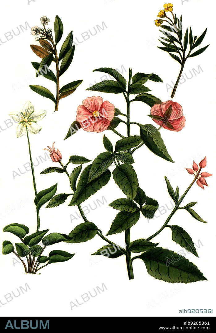 Zistrosen, Cistus ledon, rosmarinus, palustris / blooming Cistus ledon, rosmarinus, palustris, Digital retuschierte Illustration aus Phytanthoza iconographica von Johann Wilhelm Weinmann, Maler Bartholomäus Seutter und Kupferstecher Johann Jakob Haid und Johann Elias Ridinger, 1740 / Digitally retouched illustration from Phytanthoza iconographica by Johann Wilhelm Weinmann, painter Bartholomäus Seutter and engravers Johann Jakob Haid and Johann Elias Ridinger, 1740.