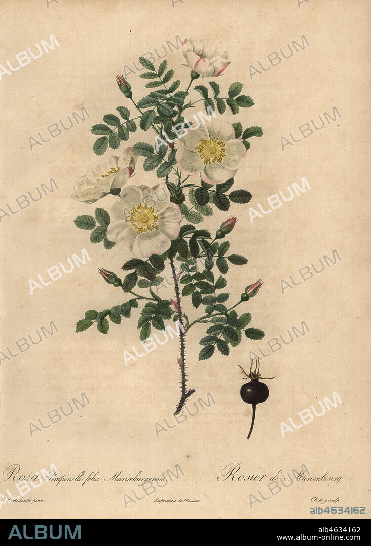 Marienbourgs burnet rose, Rosa pimpinellifolia Mariaeburgensis, Rosier de Marienbourg. Stipple copperplate engraving by Jean Baptiste Chapuy handcoloured a la poupee after a botanical illustration by Pierre-Joseph Redoute from the first folio edition of Les Roses, Firmin Didot, Paris, 1817.