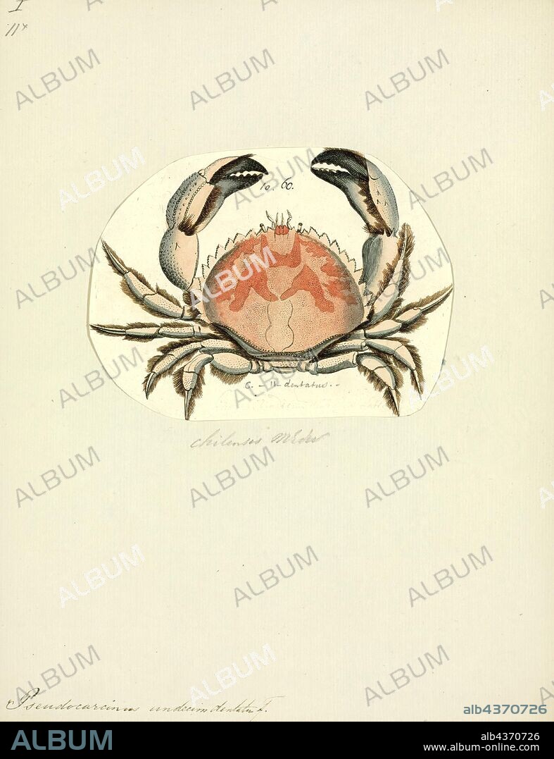 Pseudocarcinus undecimdentatus, Print, The Tasmanian giant crab, Pseudocarcinus gigas (sometimes known as the giant deepwater crab, giant southern crab or queen crab) is a very large species of crab that resides on rocky and muddy bottoms in the oceans off Southern Australia. It is the only species in the genus Pseudocarcinus.