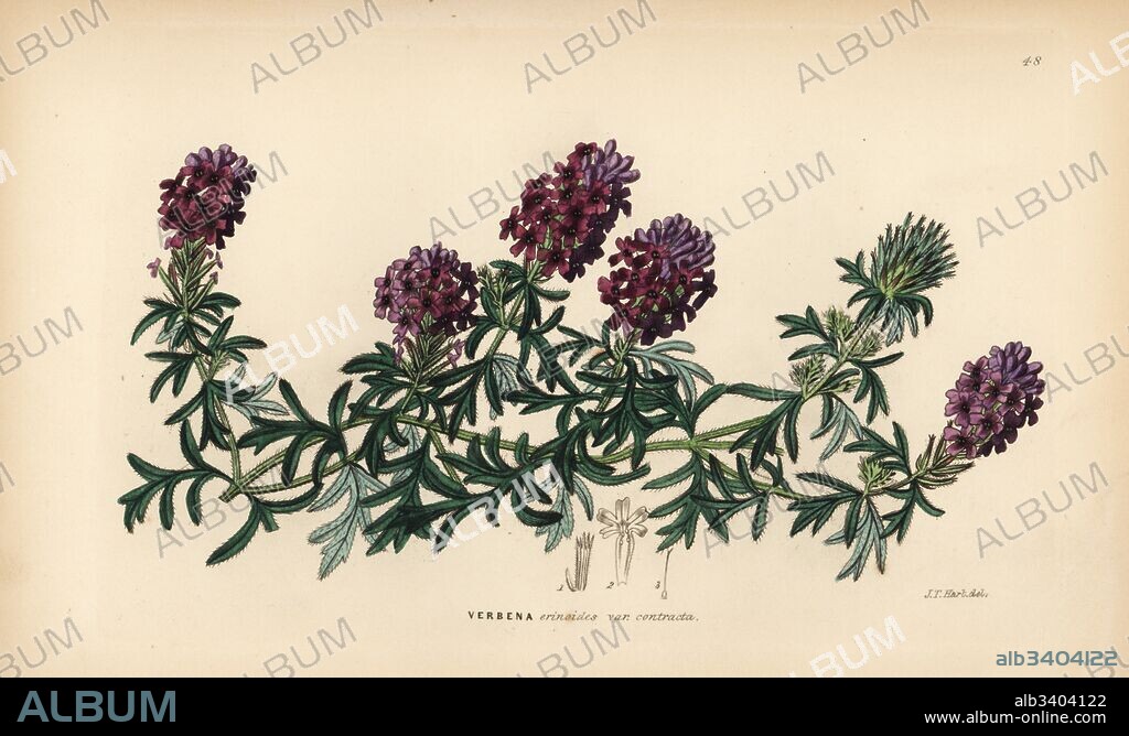 Mock vervain, Glandularia laciniata (Dwarf erinus-like vervain, Verbena erinoides var. contracta). Handcoloured copperplate engraving after J.T. Hart from John Lindley and Robert Sweet's Ornamental Flower Garden and Shrubbery, G. Willis, London, 1854.