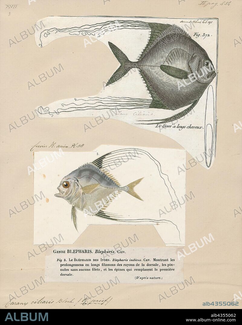 Caranx ciliaris, Print, The African pompano (Alectis ciliaris), also known as the pennant-fish or threadfin trevally, is a widely distributed species of tropical marine fish in the jack family, Carangidae. The species is found in tropical waters worldwide, with adults often inhabiting coastlines, while juveniles are usually pelagic, floating with ocean currents. The adult African pompano is similar in appearance to the other members of the genus Alectis, with the concave shape of the head near the eyes; the clearest distinguishing feature. The juveniles are similar to other members of Alectis, having long, filamentous dorsal and anal fin tips which are thought to discourage predators. The species lives in depths less than 100 m, consuming a range of crustaceans and small fishes. The species is of minor economic importance, often taken amongst other tropical midwater fishes by hook and line, while juveniles are occasionally caught in beach seines. African pompano are also highly rated game fish, often considered one of the strongest of the jacks in larger sizes., 1700-1880.