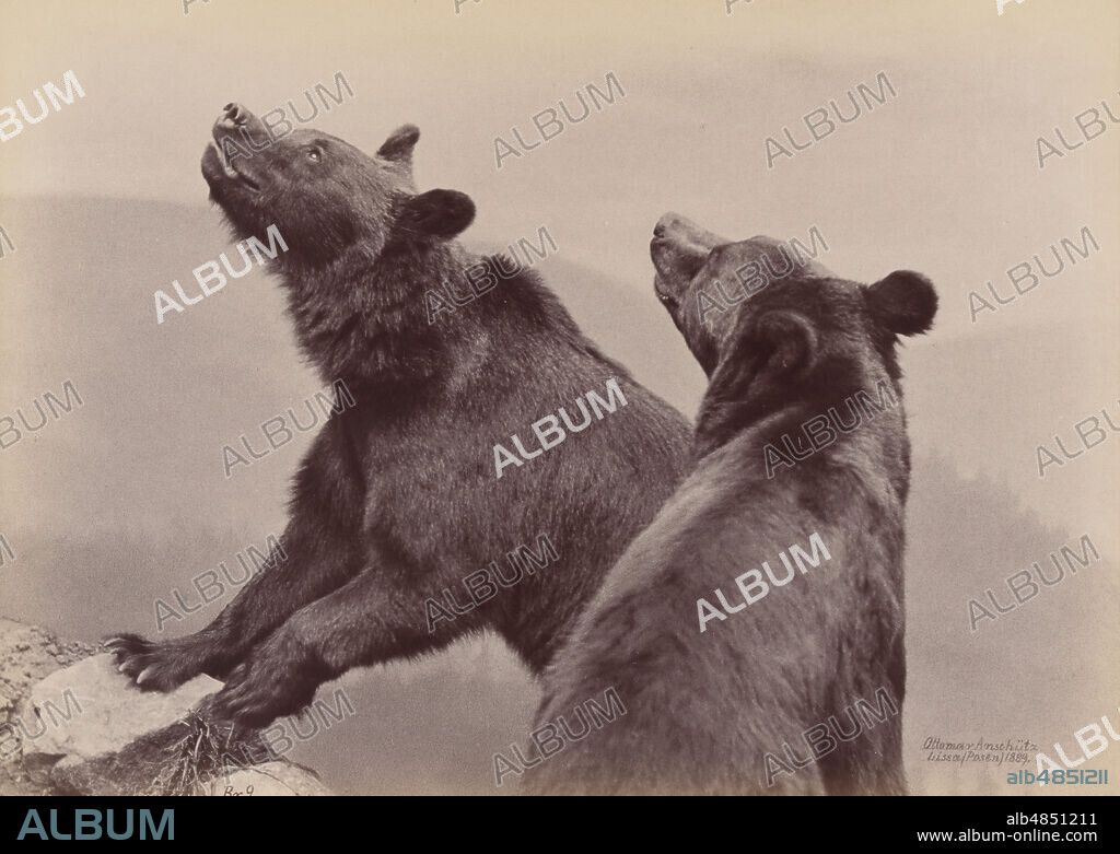 OTTOMAR ANSCHüTZ. [Two Bears], 1889.