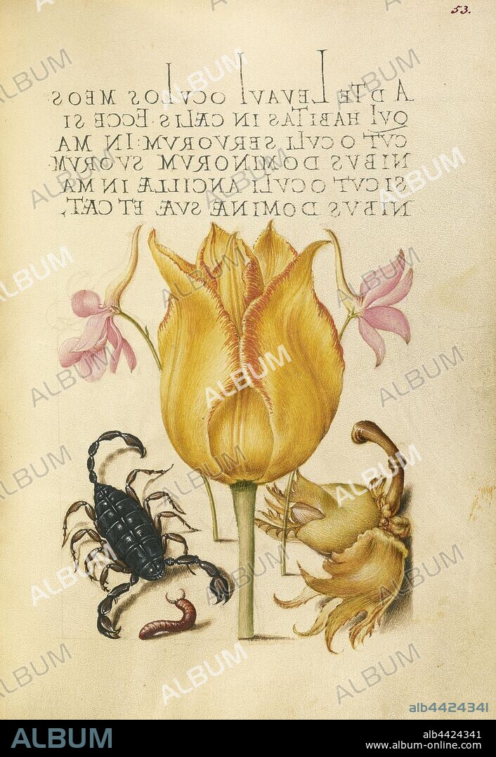 Rocket Larkspurs, Tulip, Scorpion, Millepede, and European Filbert, Joris Hoefnagel (Flemish / Hungarian, 1542 - 1600), and Georg Bocskay (Hungarian, died 1575), Vienna, Austria, 1561 - 1562, illumination added 1591 - 1596, Watercolors, gold and silver paint, and ink on parchment, Leaf: 16.6 x 12.4 cm (6 9/16 x 4 7/8 in.).