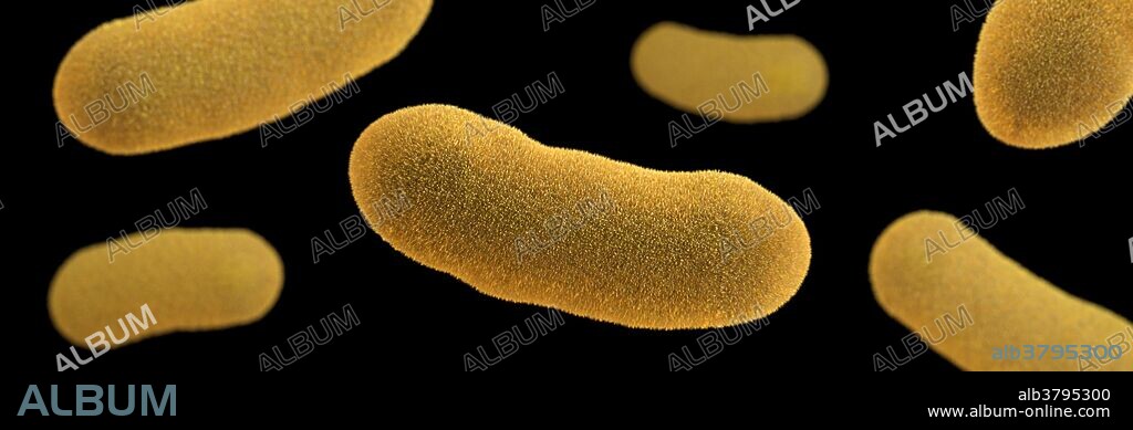Three-dimensional (3D) computer-generated image of a number of oblong-shaped, Yersinia enterocolitica bacteria. The artistic recreation was based upon scanning electron microscopic (SEM) imagery. Yersinia enterocolitica is a Gram-negative bacillus-shaped bacterium, belonging to the family Enterobacteriaceae. Yersinia enterocolitica infection causes the disease yersiniosis, which is an animal-borne disease occurring in humans, as well as in a wide array of animals such as cattle, deer, pigs, and birds. Many of these animals recover from the disease and become carriers; these are potential sources of contagion despite showing no signs of disease. Yersinia enterocolitica causes almost 117,000 illnesses, 640 hospitalizations, and 35 deaths in the United States every year. Children are infected more often than adults, and the infection is more common in the winter.