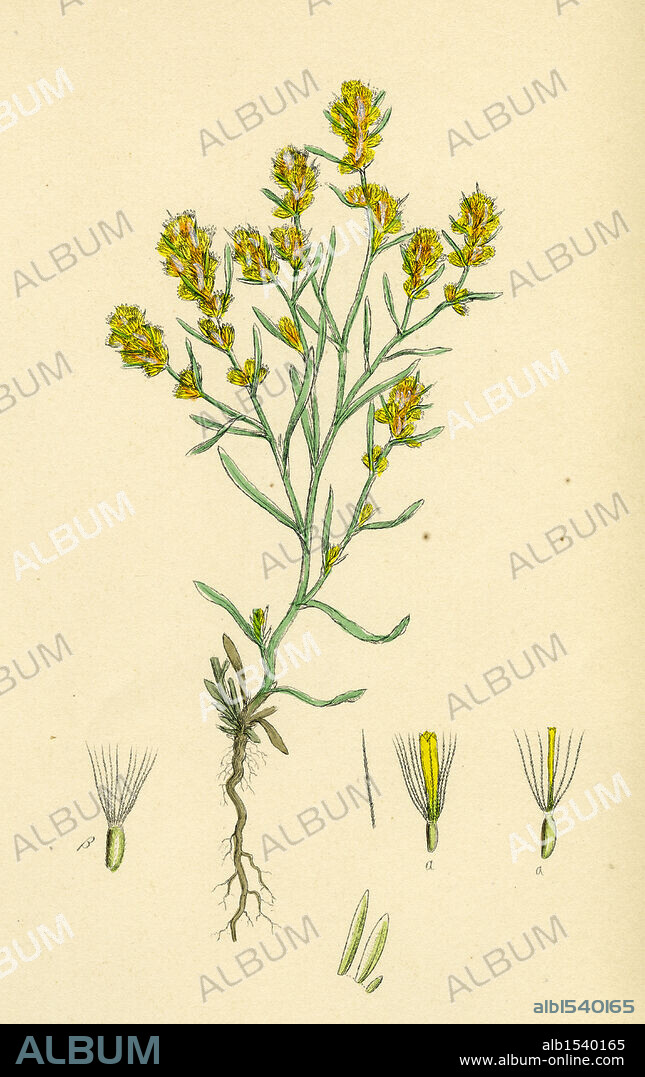 Gnaphalium uliginosum; Marsh Cudweed.