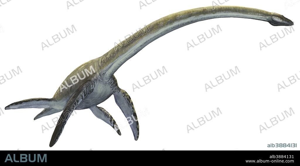 Elasmosaurus platyurus, a prehistoric dinosaur from the Cretaceous period.