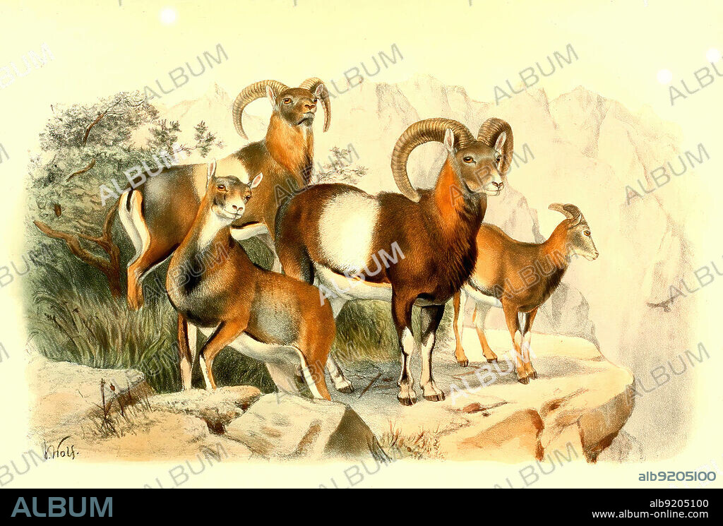 Europäische Mufflon, Ovis gmelini musimon, Syn. Ovis orientalis musimon, Ovis aries musimon, Muffelwild, Muffel, Historisch, digital restaurierte Reproduktion einer Vorlage aus dem 19. Jahrhundert / European mouflon, Ovis aries musimon, historical, digital improved reproduction of an original from the 19th century.