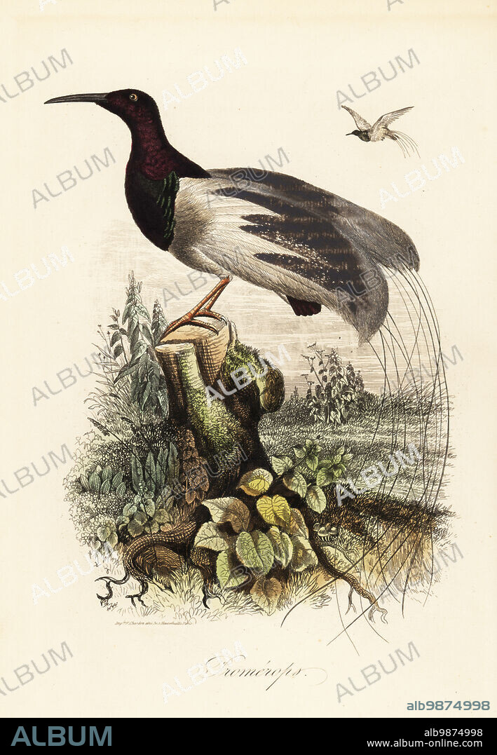Twelve-wired bird-of-paradise, Seleucidis melanoleucus. Mislabeled Promerops. Copied from an illustration by Adolph Fries in Felix-Edouard Guerin-Meneville's Dictionnaire Pittoresque d'Histoire Naturelle. Handcoloured steel engraving printed by F. Chardon from Achille Comtes Musee dHistoire Naturelle, Museum of Natural History, Gustave Hazard, Paris, 1854.