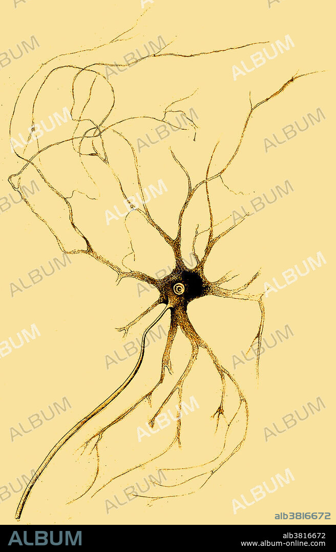 Nerve cell from anterior horn of spinal cord grey matter. Drawn by Otto Friedrich Carl Deiters in 1865. Deiters (1834-1863) was a German neuroanatomist, remembered for his microscopic research of the brain and spinal cord. His name is lent to the nucleus of Deiters, also called the lateral vestibular nucleus, and Deiters' cells, structures that are associated with outer hair cells in the cochlea of the inner ear.