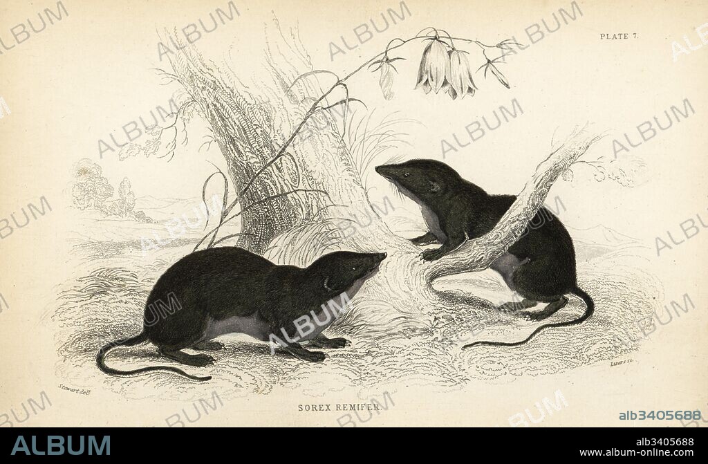 Water shrew, Neomys fodiens (Sorex remifer, Sorex fodiens). Handcoloured steel engraving by Lizars after an illustration by James Stewart from William Jardine's Naturalist's Library, Edinburgh, 1836.