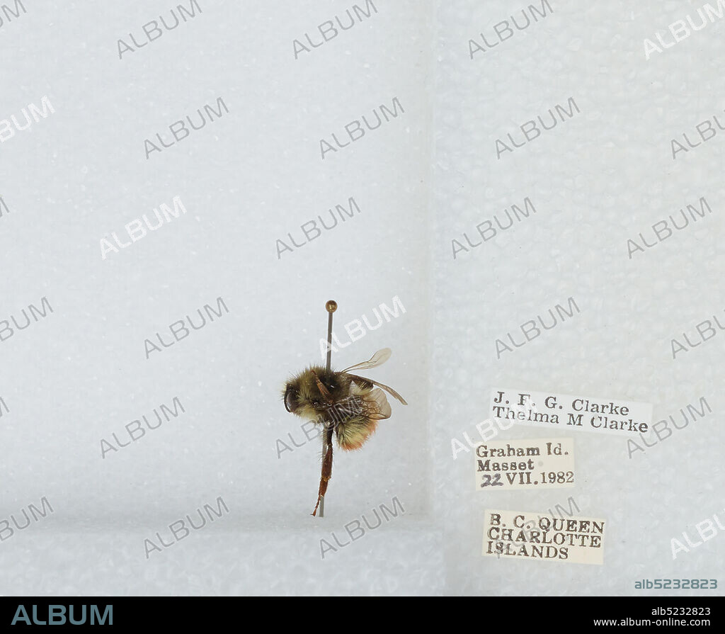 Masset, Graham Island, Charlotte Islands, British Columbia, Canada, Bombus (Pyrobombus) flavifrons Cresson, 1863, Animalia, Arthropoda, Insecta, Hymenoptera, Apidae, Apinae.
