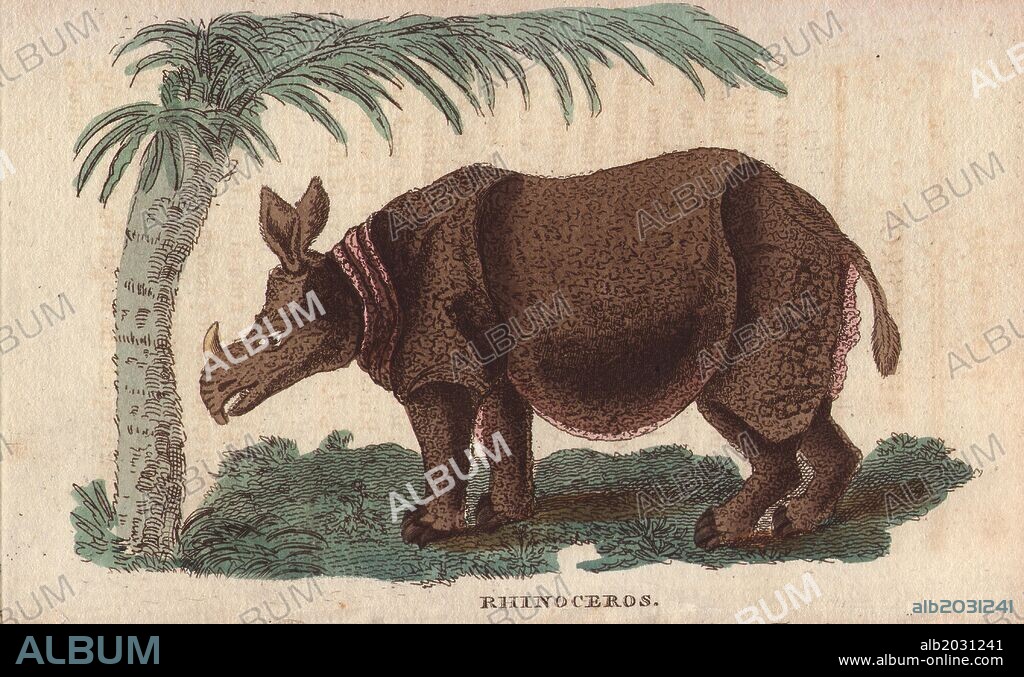 Rhinoceros, White rhinoceros or Square-lipped Rhinoceros . . Ceratotherium simum. . "It was but imperfectly known till Dr. Parsons published in 1743, his history of the Rhinoceros, from an actual inspection of the living animal in London. The rhinoceros which that gentleman described was brought back from Bengal, at the expense of nearly a thousand pounds.". . Handcoloured copperplate engraving from "The Naturalist's Pocket Magazine; or, Complete Cabinet of the Curiosities and Beauties of Nature" (1798~1802) published by Harrison, London.