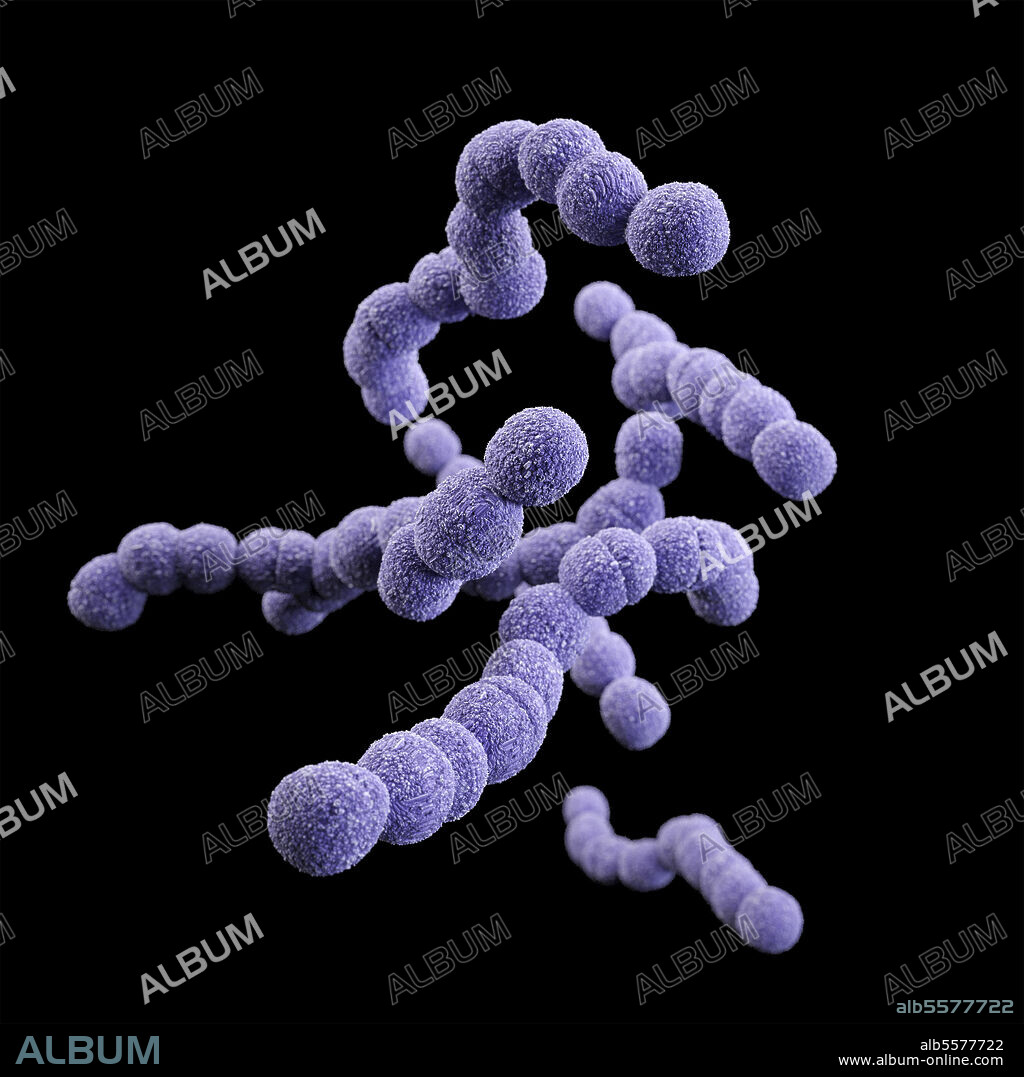 3D illustration of a group of gram-positive, Streptococcus agalactiae (group B Streptococcus) bacteria. This artistic recreation is based upon scanning electron microscopic (SEM) imagery.