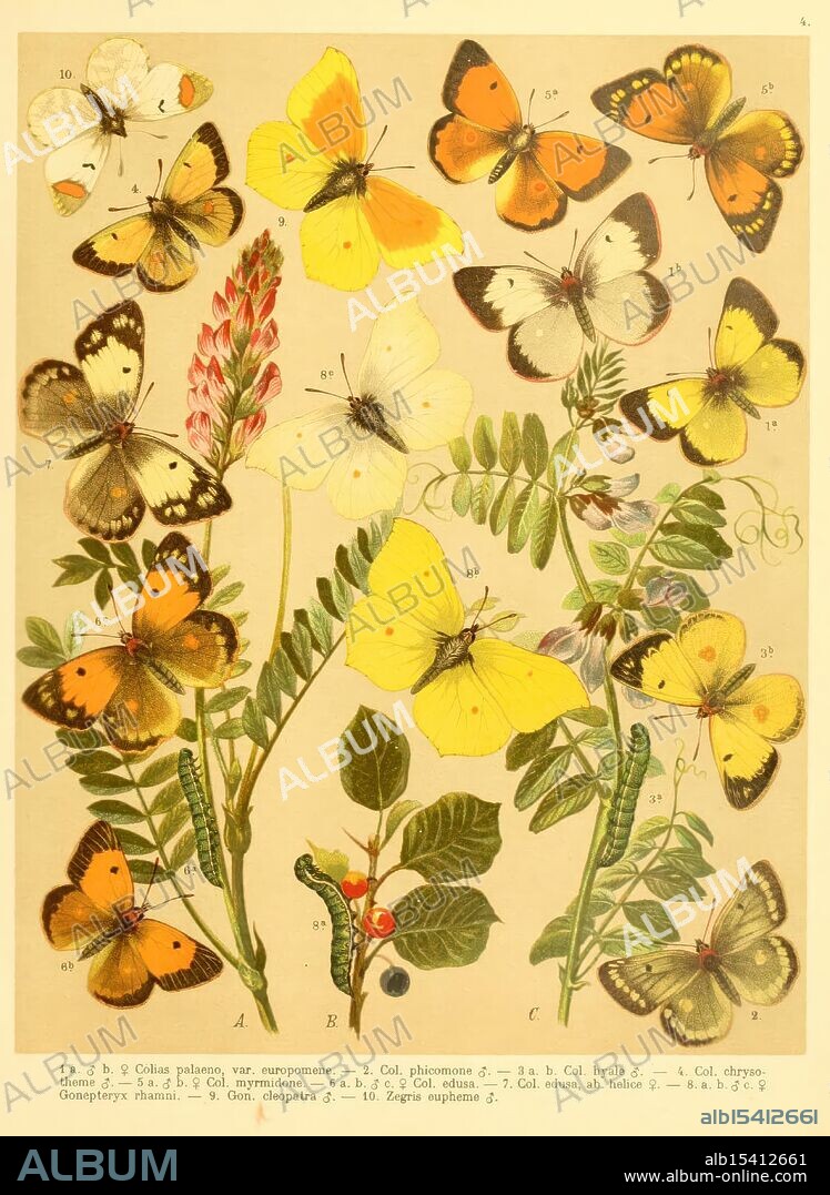 Fr. Berge's Schmetterlingsbuch nach dem gegenwärtigen Stande der Lepidopterologie neu bearb. und hrsg. von Professor Dr. H. Rebel Stuttgart, E. Schweizerbart, 1910, butterflies, lepidoptera, pictorial works, A vibrant display of various butterfly species, each intricately illustrated with delicate patterns and colors. The composition features a diverse array of butterflies, showcasing their unique shapes and markings, perched amidst a variety of plants and flowers. Among the foliage, shades of yellow, orange, and hints of white create a lively contrast, highlighting the beauty of these insects in their natural environment. Each butterfly is numbered and labeled, indicating its distinct classification, while the surrounding botanical elements provide context to their habitats. The harmony between the butterflies and vegetation emphasizes the essence of nature and biodiversity.