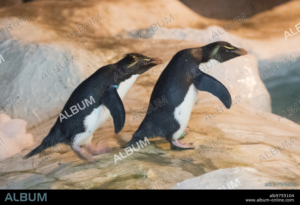 Madrid, 08/02/2017. Pingüinos Enamorados en Faunia. En la Imagen, Ninja y Flipper. Foto: de san Bernardo Archdc.