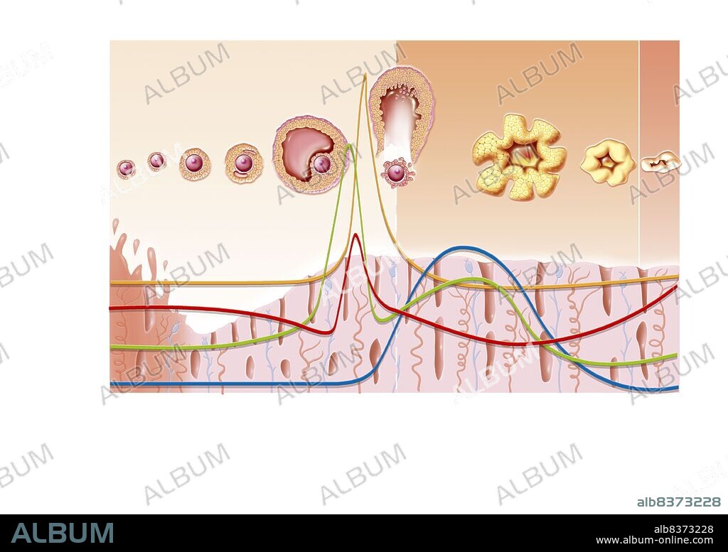 Illustration of the menstrual cycle over 28 days without fertilization after ovulation. From top to bottom:. -Illustration of the ovarian cycle.. -Graph of pituitary and ovarian hormone dosages: LH (yellow line), FSH (red line), estrogen (green line), progesterone (blue line).. -Illustration of the endometrium.