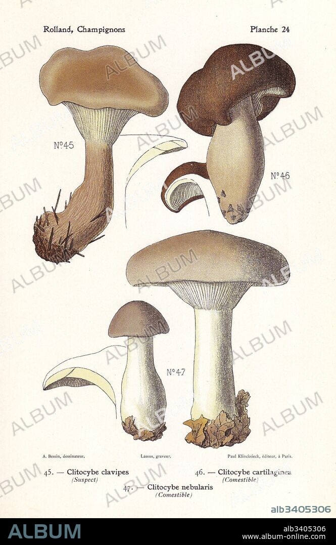 Club-footed clitocybe, Ampulloclitocybe clavipes (Clitocybe clavipes), Clitocybe cartilaginea, and clouded agaric, Clitocybe nebularis. Chromolithograph by Lassus after an illustration by A. Bessin from Leon Rolland's Guide to Mushrooms from France, Switzerland and Belgium, Atlas des Champignons, Paul Klincksieck, Paris, 1910.