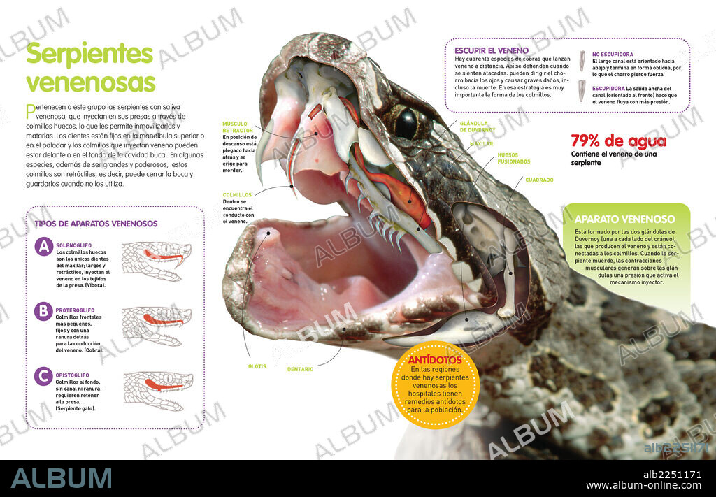 Serpientes venenosas. Infografía sobre las serpientes venenosas: su manera de inyectar o escupir veneno y la anatomía de su boca y mandíbula.