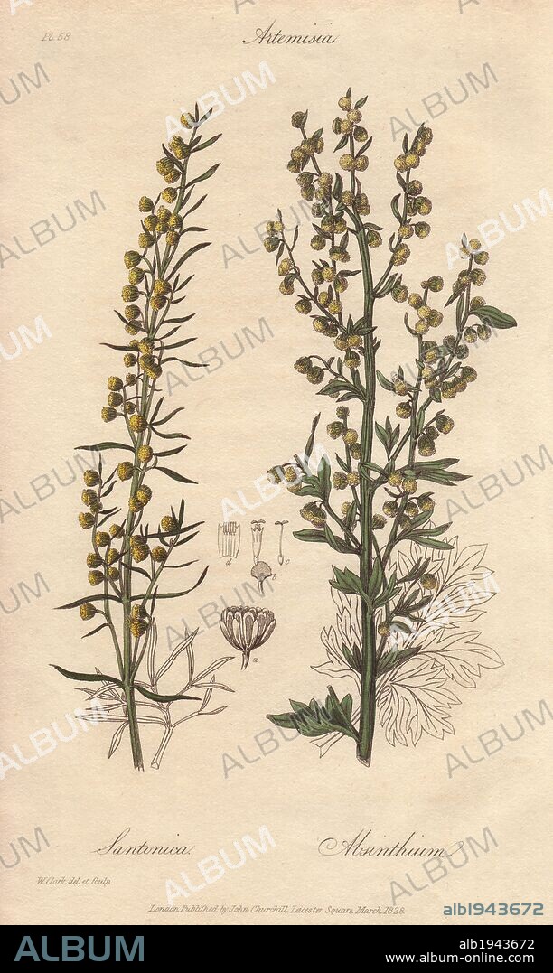 Levant wormseed, Artemisia cina, and ground wormwood, Artemisia absinthium. Handcoloured botanical illustration drawn and engraved on steel by William Clark from John Stephenson and James Morss Churchill's "Medical Botany: or Illustrations and descriptions of the medicinal plants of the London, Edinburgh, and Dublin pharmacopœias," John Churchill, London, 1831. William Clark was former draughtsman to the London Horticultural Society and illustrated many botanical books in the 1820s and 1830s.