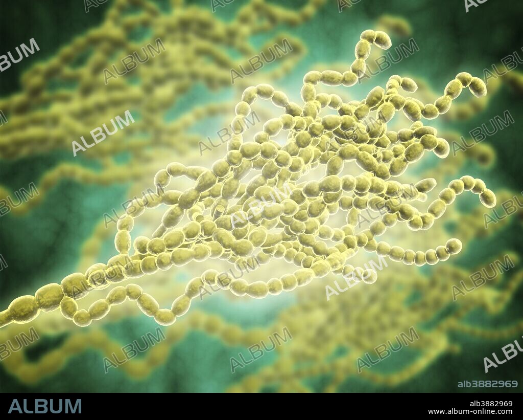 Microscopic view of Penicillium expansum, a mold fungi that effects plants such as apples and similar fruit. This fungus is known as blue mold.