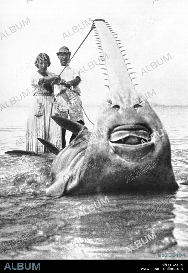 Panama:  c. 1928 British explorer F. A. Mitchell-Hedges and Lady Richmond Brown, one of England's foremost women explorers and the sawfish he caught off the coast of Panama. The fish was 31 feet long and weighed 5,700 pounds and towed his 20 ton yacht for five hours before giving up.