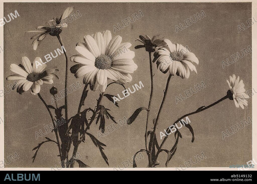 Wilhelm Weimar, Usurious Flower or Margherites, collotype print, image size: height: 26.00 cm; width: 35.00 cm, inscribed: recto Usurious Flower or Margherites and B! Print without finishing. Nat. size; recto r. r.: 252, photography, flowers.