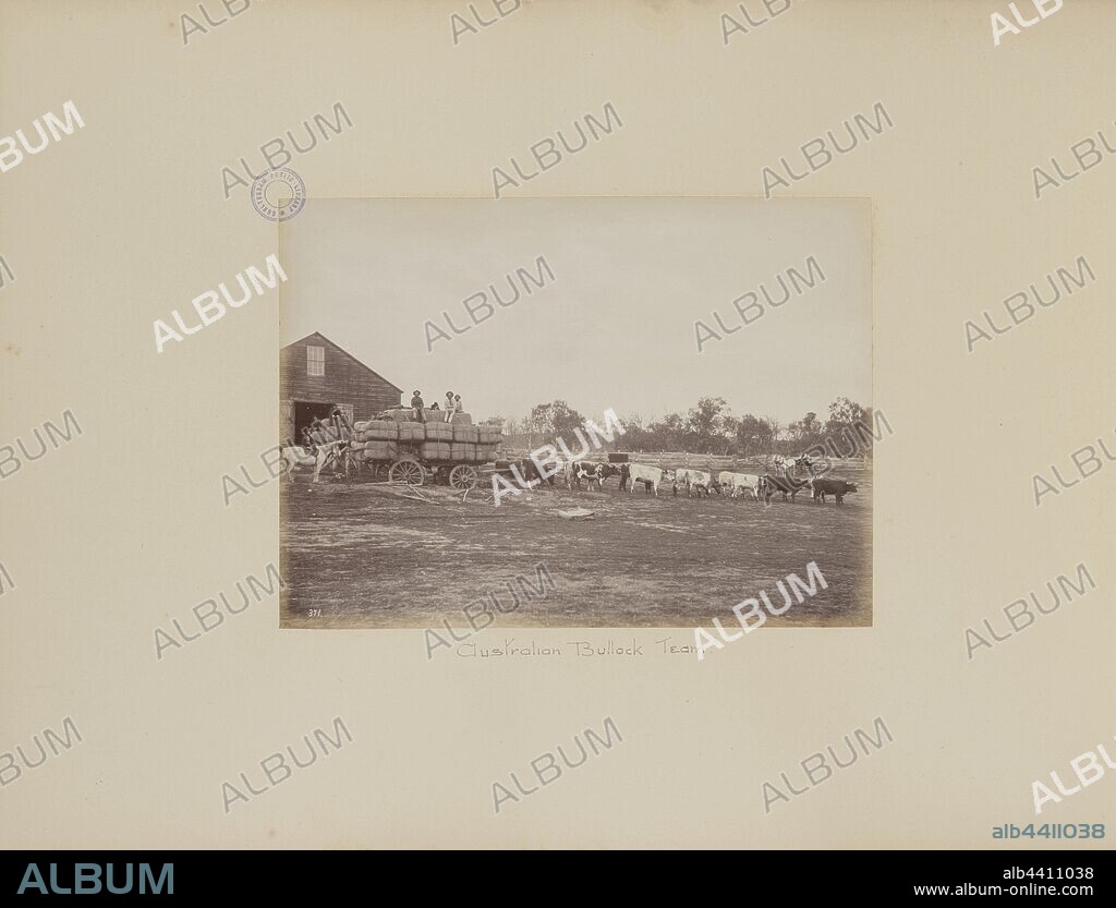Australian Bullock Team, Charles Bayliss (Australian, 1850 - 1897), Australia, 1887, Albumen silver print, 14.7 × 20.4 cm (5 13/16 × 8 1/16 in.).