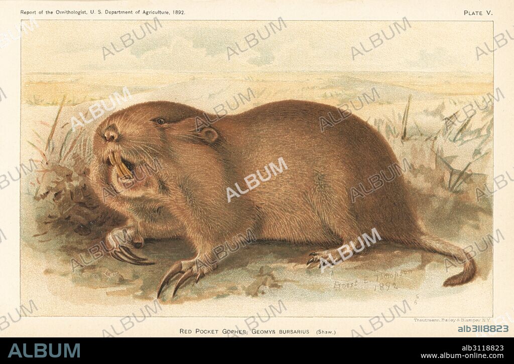 Red or plains pocket gopher, Geomys bursarius. Chromolithograph by Trautmann, Bailey and Blampey after an illustration by Ernest E. Thompson from the Report of the Ornithologist, US Department of Agriculture, 1892.