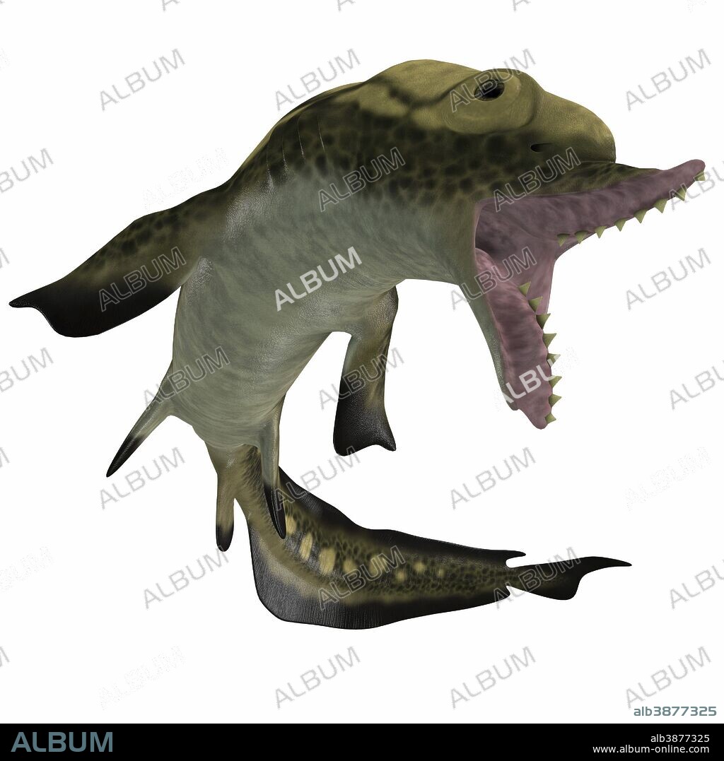 Edestus is a prehistoric shark that lived in the Carboniferous period of England, Russia and North America.