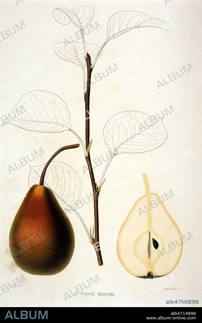 'Poire cuisse madame'. Planche botanique extraite de 'Le Jardin Fruitier du Museum (d'Histoire Naturelle) ou iconographie de toutes les especes et varietes d'arbres fruitier cultives dans cet etablissement, avec leur description, leur histoire, leur synonymie' de Joseph DECAISNE (1807-1882) de 1862-1875, XIXeme siecle. Lithographie de A. RIOCREUX (1820-1912) et Melle E. TAILLANT. Credit: Cheuva / KHARBINE-TAPABOR.