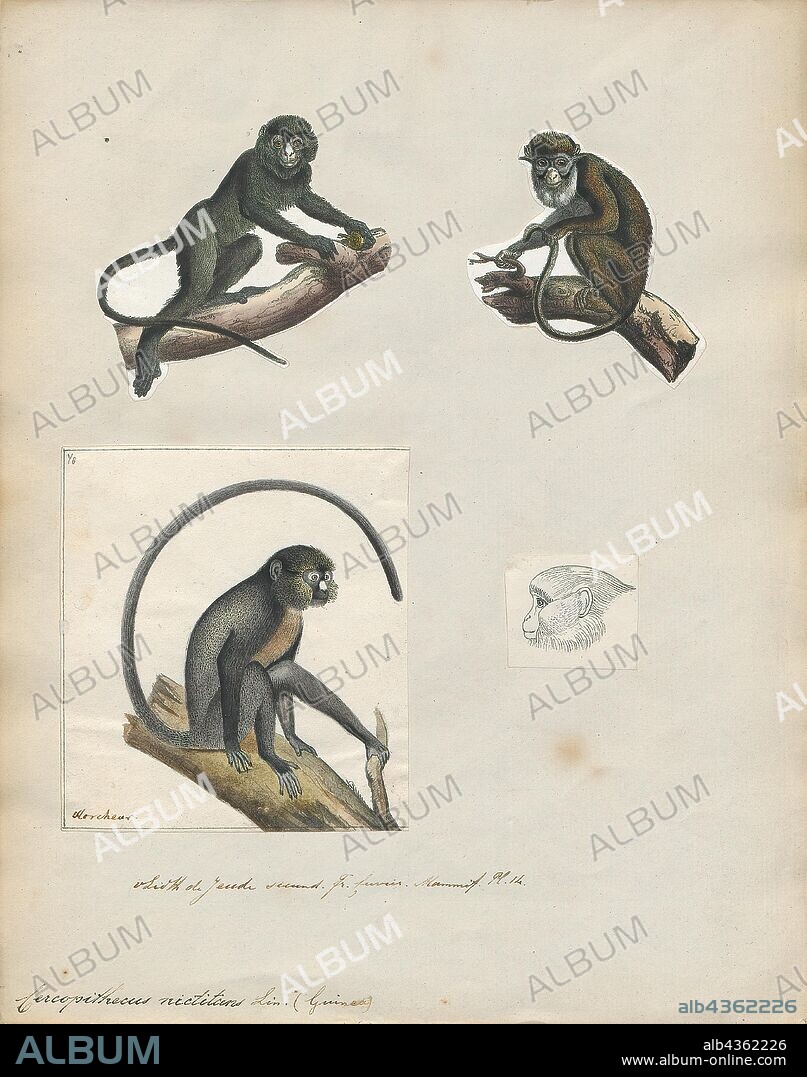 Cercopithecus nictitans, Print, The greater spot-nosed monkey or putty-nosed monkey (Cercopithecus nictitans) is one of the smallest Old World monkeys. It is a guenon of the C. mitis group, native to West Africa and living to some extent in rain forests, but more often in the transition zone between rain forest and savannah. It is primarily arboreal and often associates with monkeys of other species. Both their common names come from the monkeys' prominent white nose., 1700-1880.