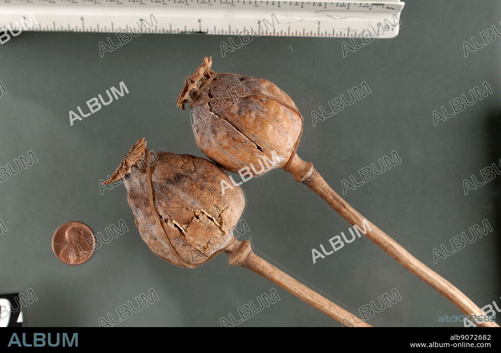 Papaver somniferum, the opium poppy, is the species of plant from which opium and poppy seeds are derived. Opium is the source of many drugs, including morphine (and its derivative heroin), thebaine, codeine, papaverine, and noscapine.